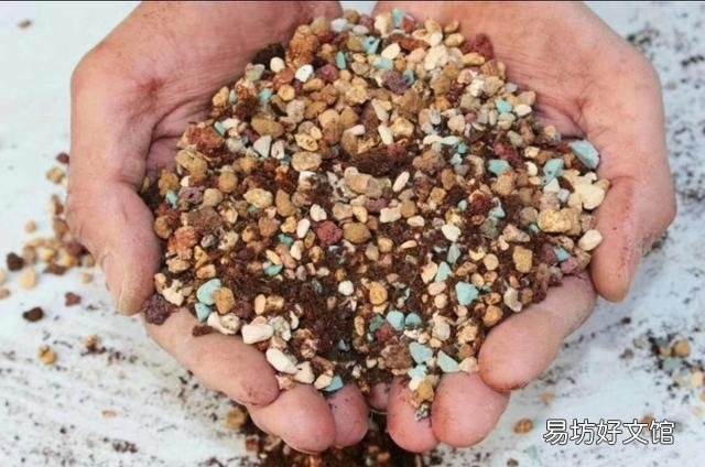 多肉没有修根直接种的可以活吗,怎么养护好?