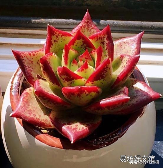 多肉没有修根直接种的可以活吗,怎么养护好?
