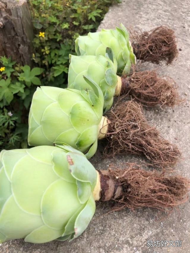 多肉没有修根直接种的可以活吗,怎么养护好?