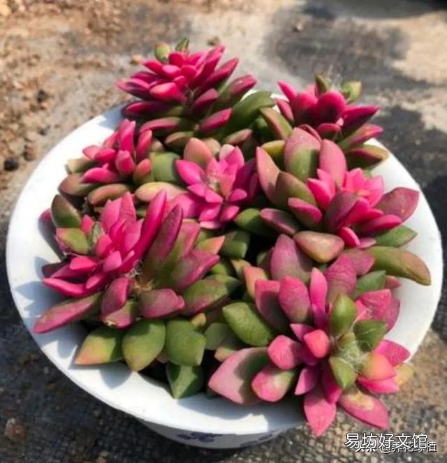 多肉没有修根直接种的可以活吗,怎么养护好?