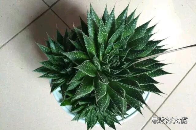 芦荟如何修剪?