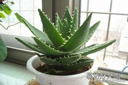 芦荟如何修剪?