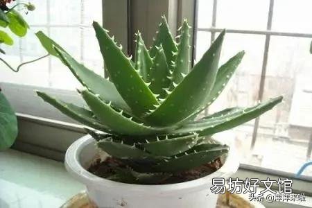 芦荟如何修剪?