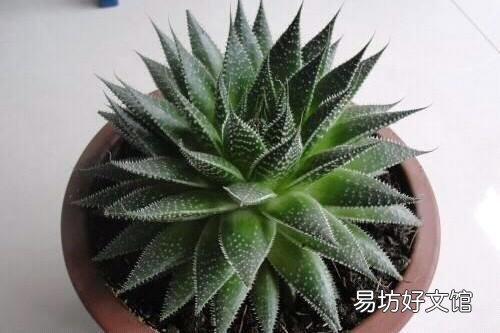 芦荟如何修剪?
