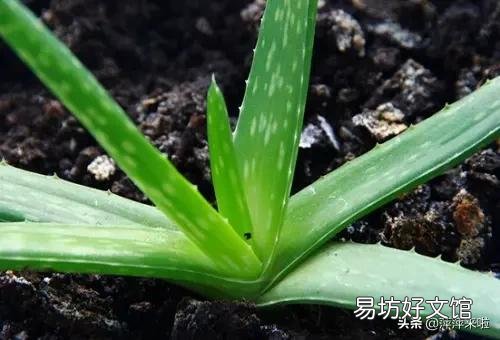 芦荟如何修剪?