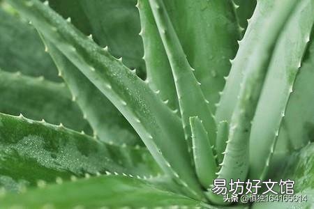 芦荟如何修剪?
