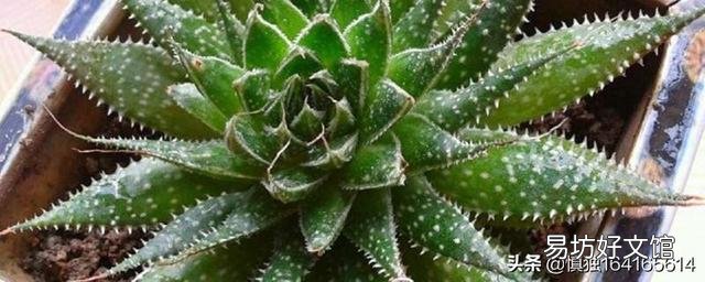 芦荟如何修剪?