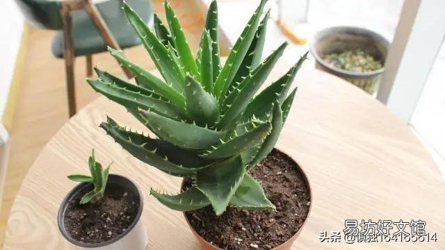 芦荟如何修剪?