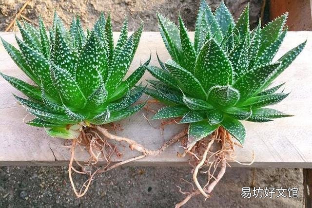 芦荟如何修剪?