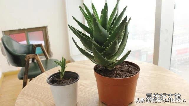芦荟如何修剪?