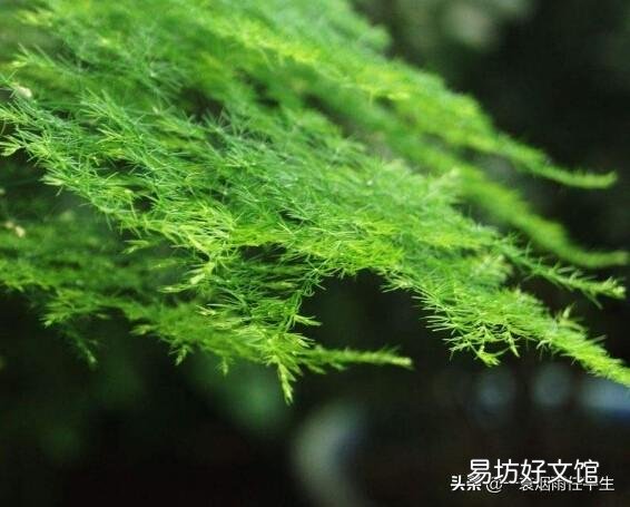 折断了的文竹枝子能扦插吗?