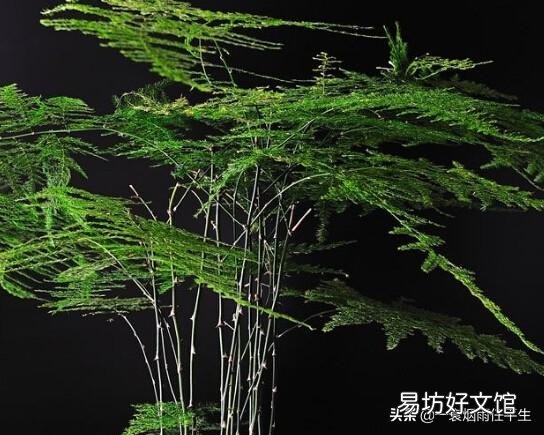 折断了的文竹枝子能扦插吗?