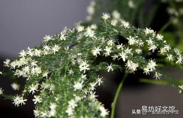 折断了的文竹枝子能扦插吗?