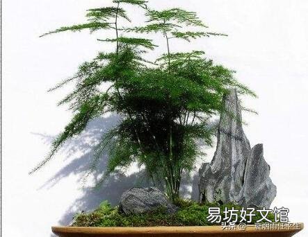 折断了的文竹枝子能扦插吗?