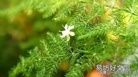 折断了的文竹枝子能扦插吗?