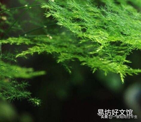 折断了的文竹枝子能扦插吗?
