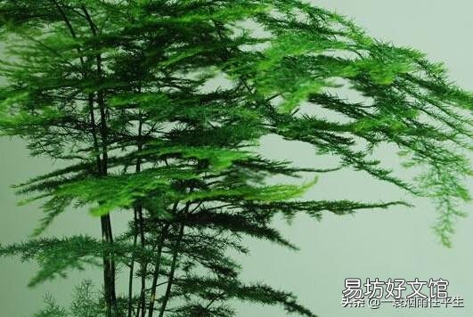 折断了的文竹枝子能扦插吗?