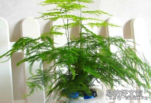 折断了的文竹枝子能扦插吗?