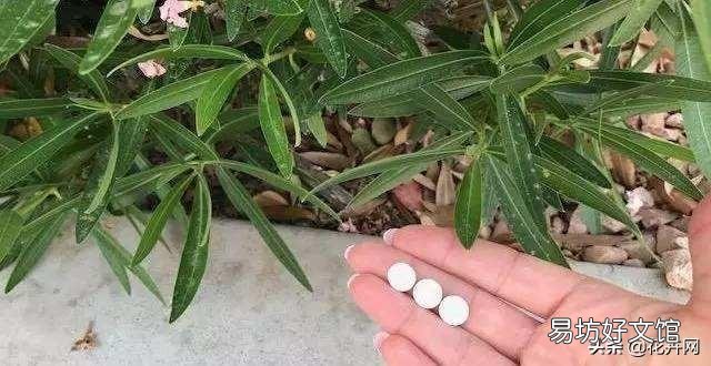 没多菌灵如何给植物消毒？