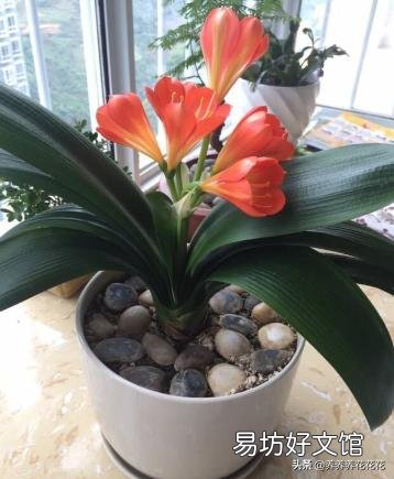 没多菌灵如何给植物消毒？