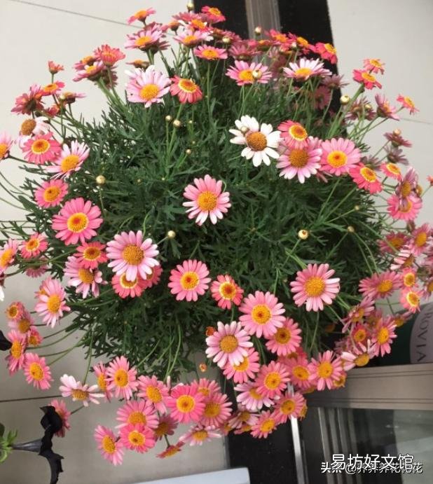 没多菌灵如何给植物消毒？