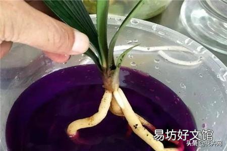没多菌灵如何给植物消毒？