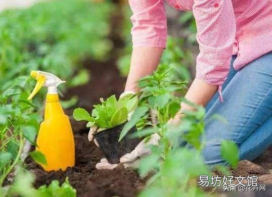没多菌灵如何给植物消毒？