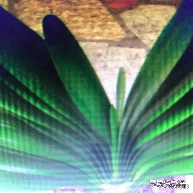 带花苞的君子兰栽上后开花了,就是服盆吗?