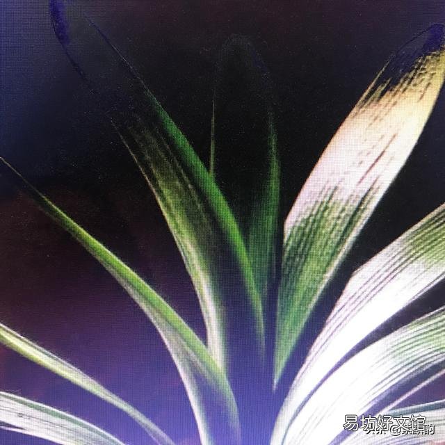 带花苞的君子兰栽上后开花了,就是服盆吗?