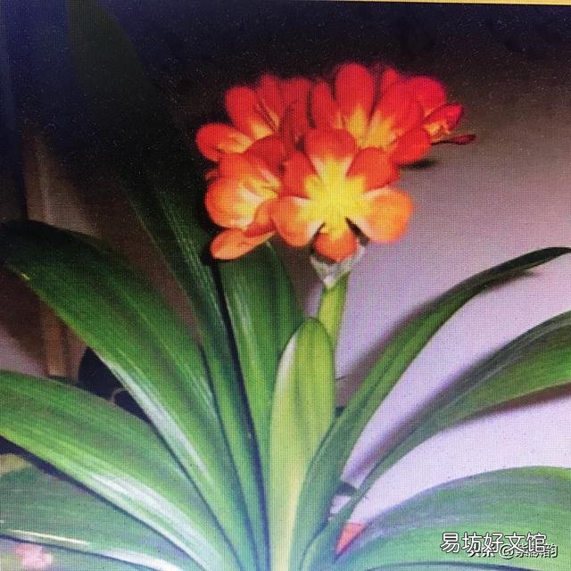 带花苞的君子兰栽上后开花了,就是服盆吗?