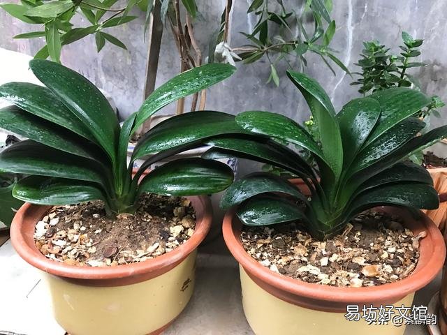带花苞的君子兰栽上后开花了,就是服盆吗?