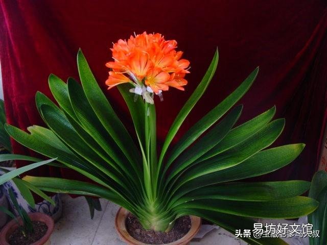 君子兰播种怎么不出芽呢?该怎么办?