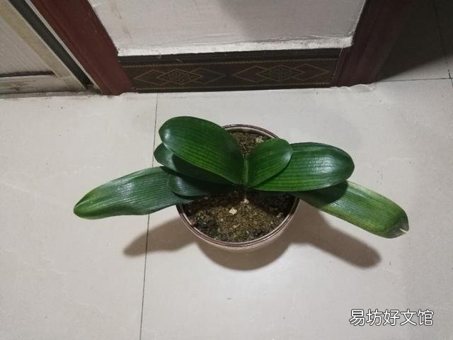 君子兰播种怎么不出芽呢?该怎么办?