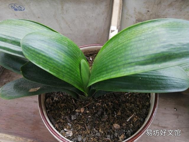 君子兰播种怎么不出芽呢?该怎么办?