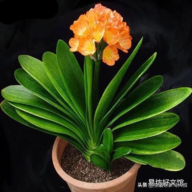 君子兰播种怎么不出芽呢?该怎么办?