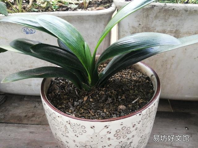 君子兰播种怎么不出芽呢?该怎么办?