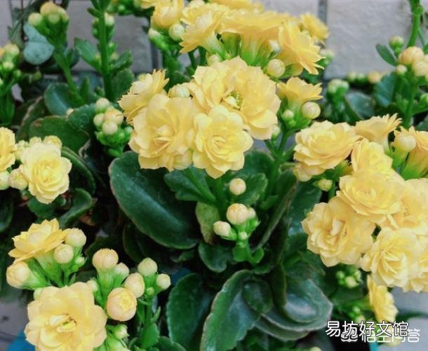 长寿花全部干蔫了还能活吗?