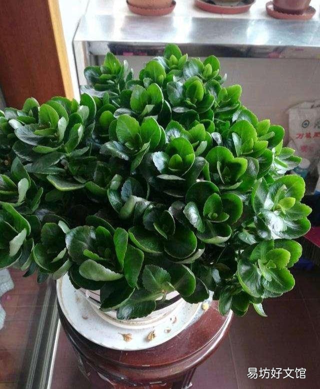 长寿花全部干蔫了还能活吗?