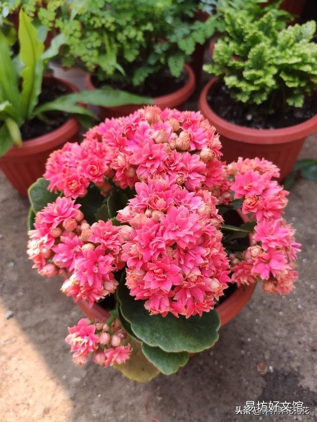 长寿花全部干蔫了还能活吗?