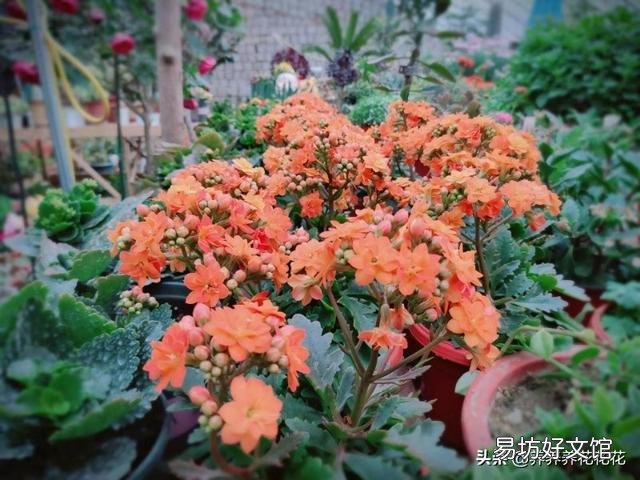 长寿花全部干蔫了还能活吗?