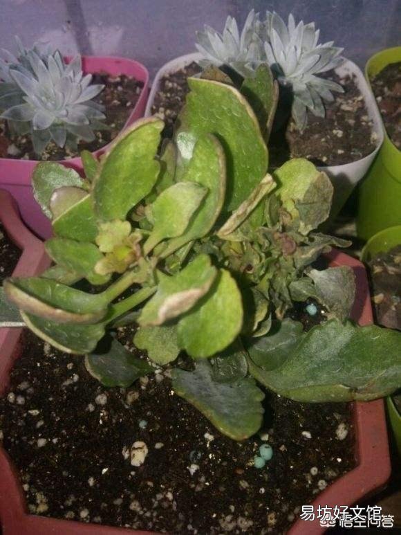 长寿花全部干蔫了还能活吗?