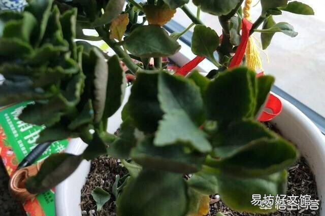 长寿花全部干蔫了还能活吗?