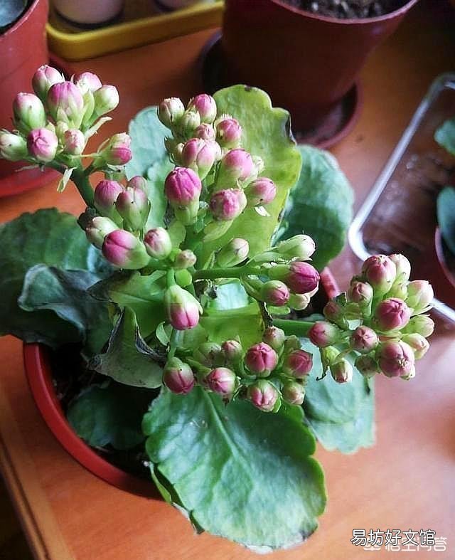 长寿花全部干蔫了还能活吗?