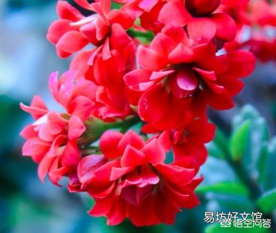 长寿花全部干蔫了还能活吗?