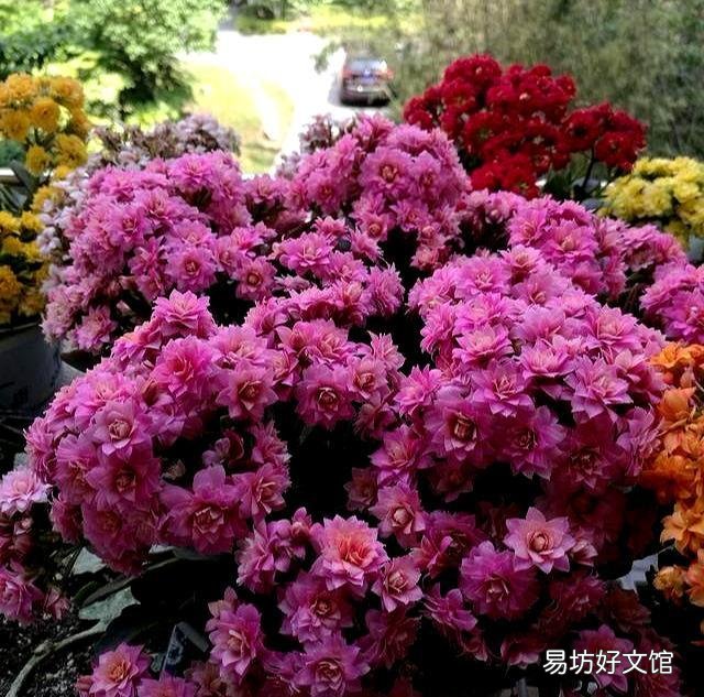 长寿花全部干蔫了还能活吗?
