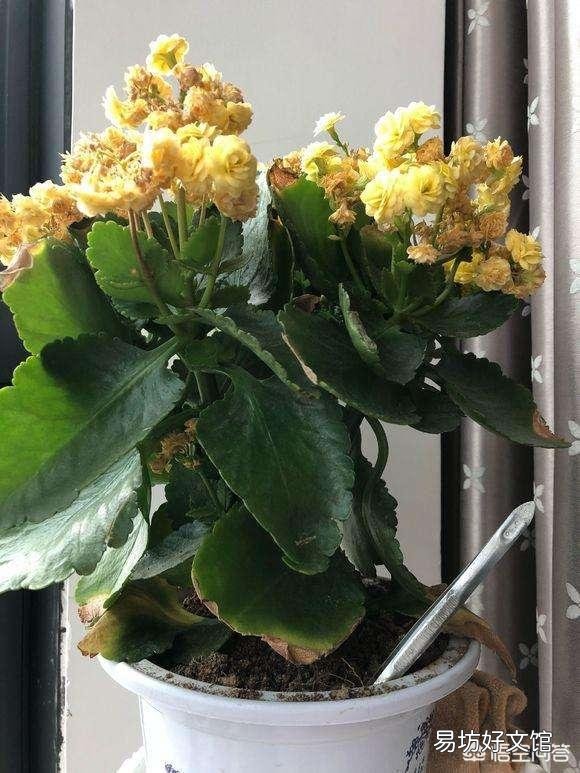 长寿花全部干蔫了还能活吗?