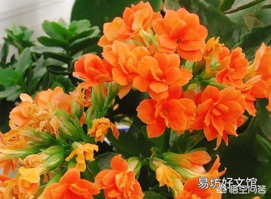 长寿花全部干蔫了还能活吗?