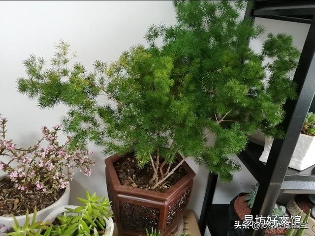 该怎么修剪?