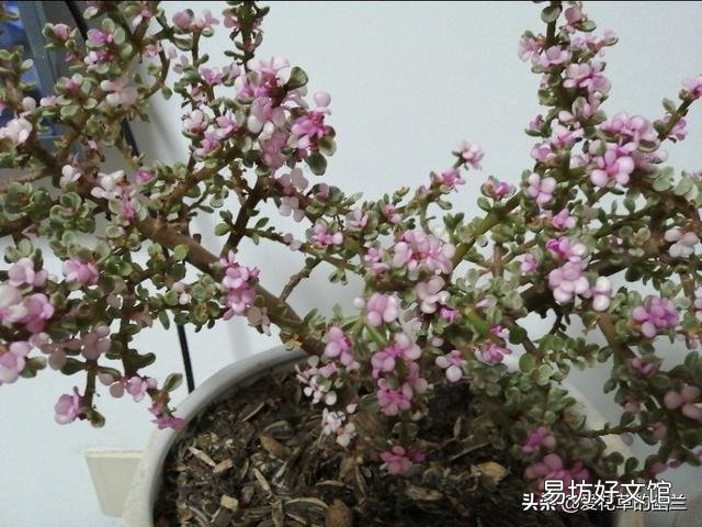 该怎么修剪?