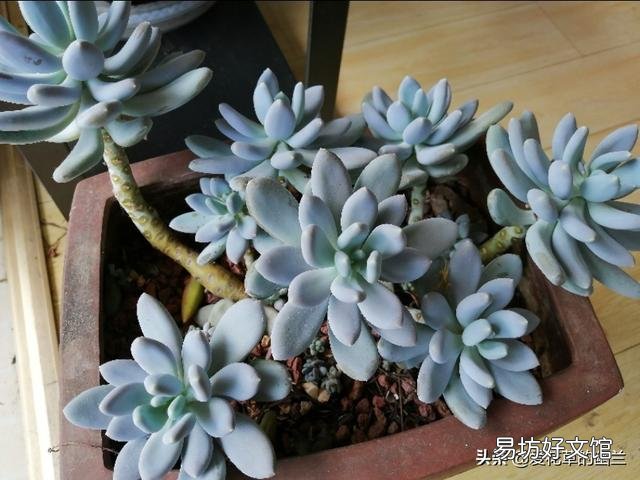 该怎么修剪?